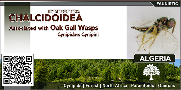 Chalcidoidea (Hymenoptera) associated with oak gall wasps (Hymenoptera: Cynipidae: Cynipini) in northern Algeria 