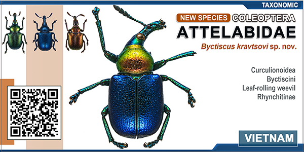 A new species of the genus Byctiscus Thomson, 1859 (Coleoptera: Attelabidae) from North Vietnam 