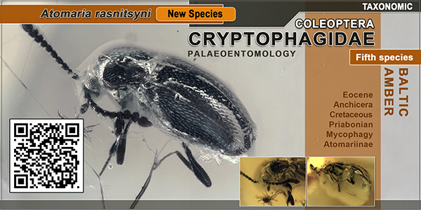Fifth Baltic amber representative of Atomaria Stephens, 1829 (Coleoptera: Cryptophagidae) and an identification key to Eocene species 